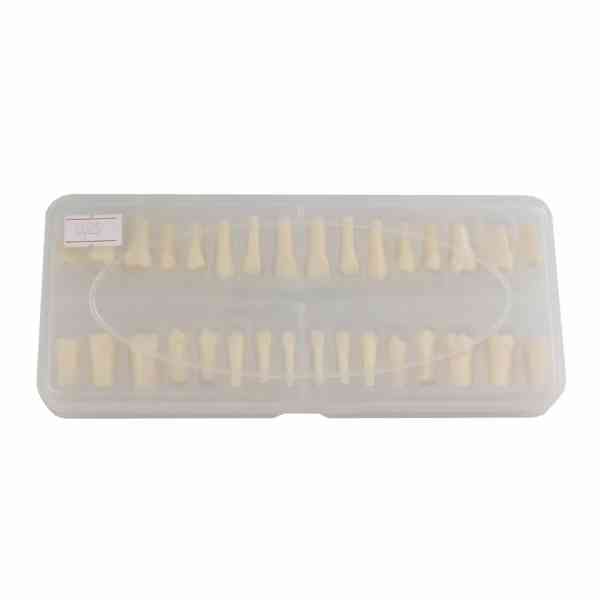 Dental Teaching Teeth - Image 2