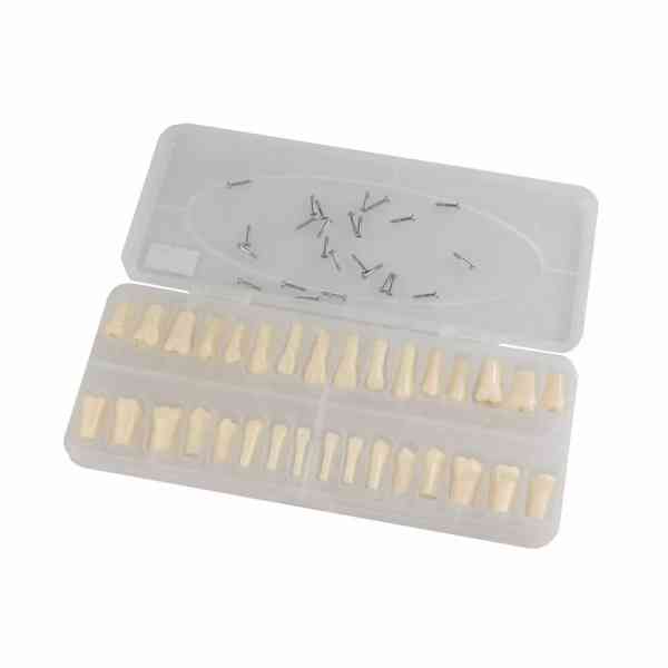 Dental Teaching Teeth - Image 5