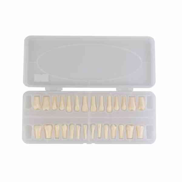 Dental Teaching Teeth - Image 6